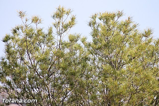XVII Bike Maraton Btt Ciudad de Totana 2014 - 6